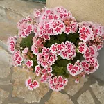 Slavica Apartmán *