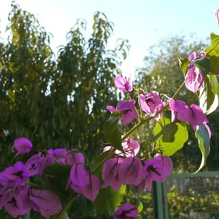 Slavica * Lozovac