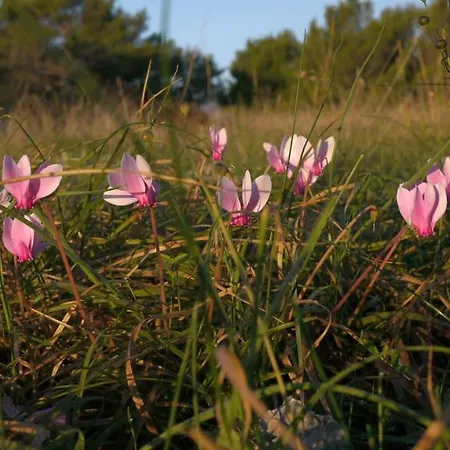 Διαμέρισμα Slavica
