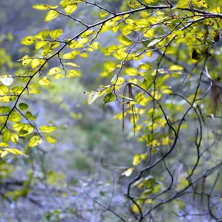 Διαμέρισμα Slavica *