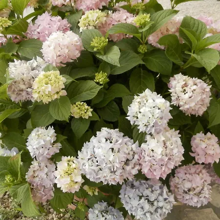 Slavica * 로조박