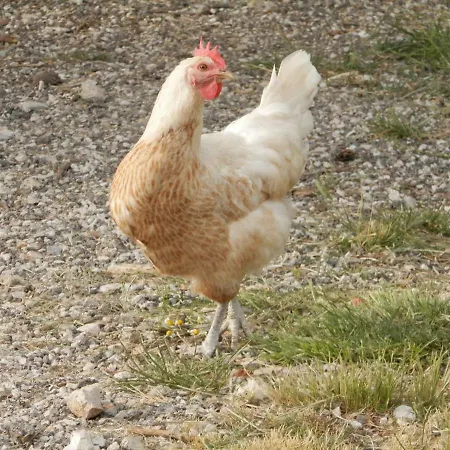 Slavica Διαμέρισμα