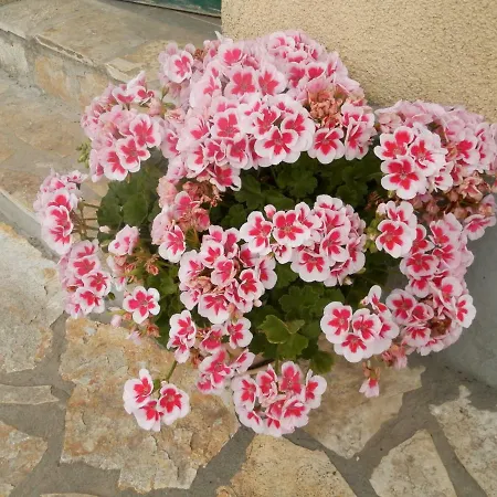 Slavica Apartamento *